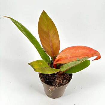 Vibrant potted plant with colourful leaves in a simple brown pot against a white backdrop.
