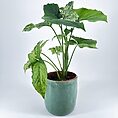 Vibrant houseplant in a teal pot with striking foliage and marbled leaves on a white backdrop.