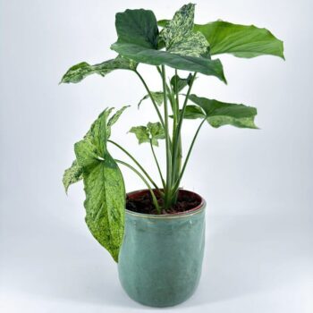 Vibrant houseplant in a teal pot with striking foliage and marbled leaves on a white backdrop.
