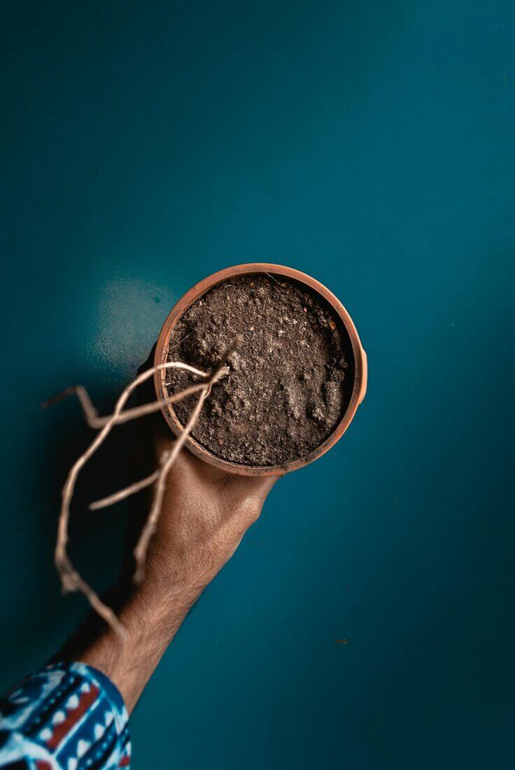 dry soil, houseplant 