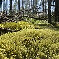 Springy Turf Moss