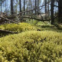 Springy Turf Moss