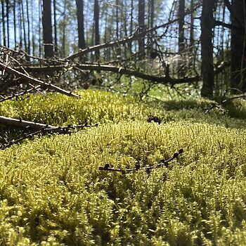 Springy Turf Moss | Rhytidiadelphus Squarrosus Carpet Mosses carpet 2