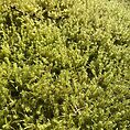Springy Turf Moss