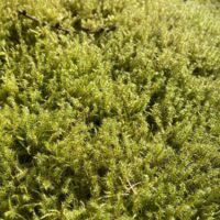 Springy Turf Moss