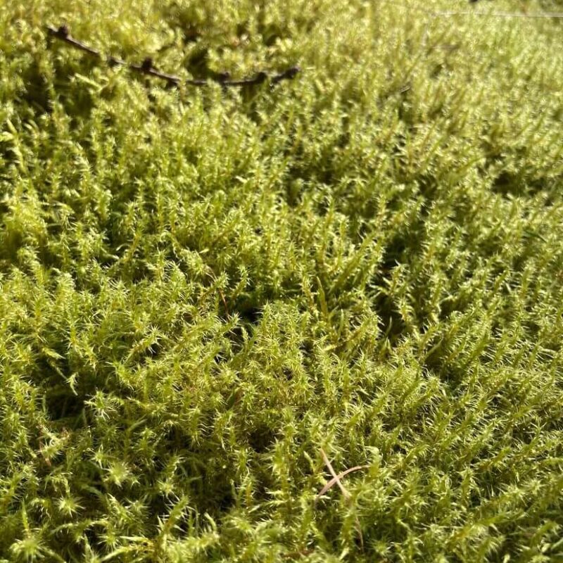 Springy Turf Moss Springy Turf Moss