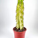 Euphorbia Ingens Variegata Cactus