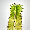 Variegated Euphorbia cactus with prominent spines on a neutral background.
