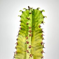 Variegated Euphorbia cactus with prominent spines on a neutral background.