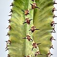 Close-up of a cactus with vibrant green stem and sharp spines, showcasing desert plant beauty.