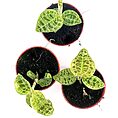 Three vibrant jewel orchids in reddish-brown pots on a white background. Macodes Petola Jewel Orchid 6cm pot