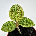 Vibrant green potted plant leaves with striking veining on a stark white background.