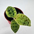 Potted plant with veined green leaves against a white background.