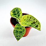 Macodes Petola Jewel Orchid 6cm pot