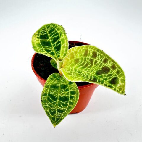 A vibrant green leafy plant in a round reddish-brown pot against a light background. Macodes Petola Jewel Orchid 6cm pot