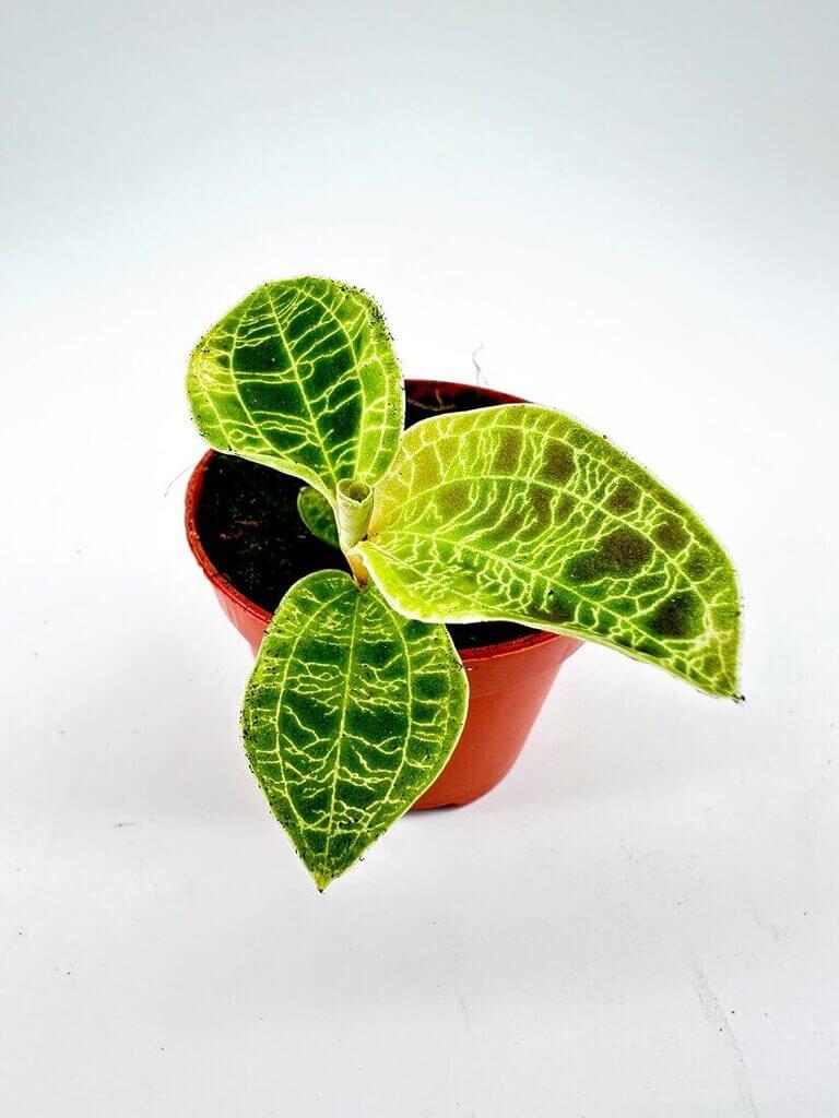 A vibrant green leafy plant in a round reddish-brown pot against a light background. Macodes Petola Jewel Orchid 6cm pot