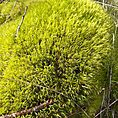 Dicranum Mood Moss