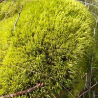 Dicranum Mood Moss