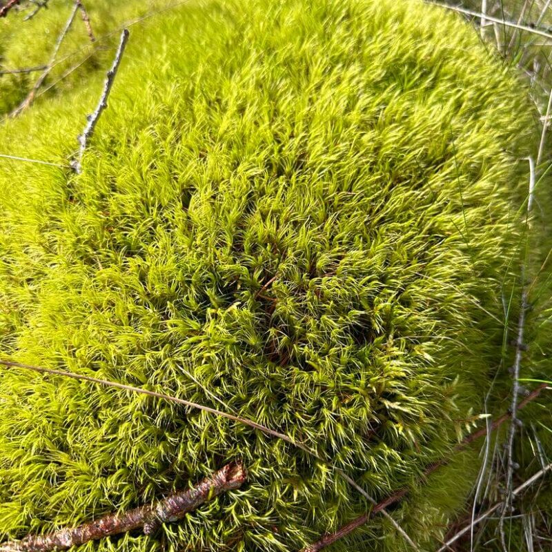 Dicranum Mood Moss Dicranum Mood Moss