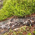 Dicranum Mood Moss