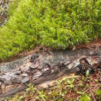 Dicranum Mood Moss