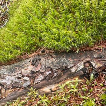 Dicranum Mood Moss