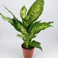 Dieffenbachia Compacta Dumb Cane indoor plant in nursery pot with bold tropical variegated foliage
