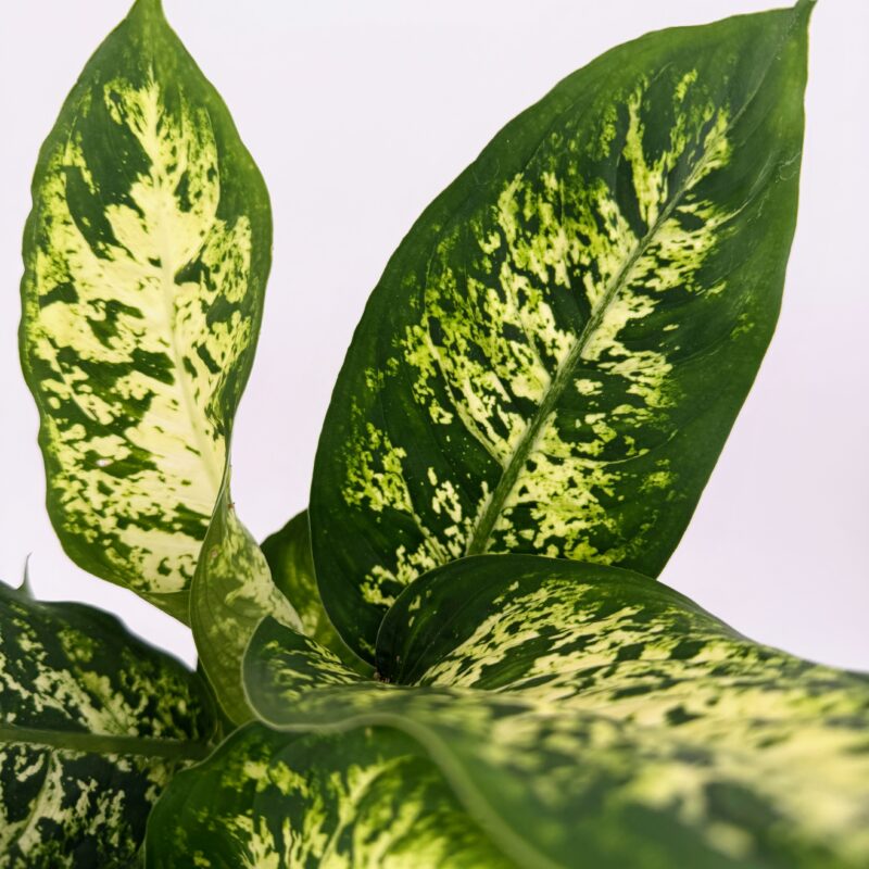 Dieffenbachia Compacta Dumb Cane Plant | Indoor Houseplant Close up of Dieffenbachia Compacta Dumb Cane leaves showing green and cream speckled variegation