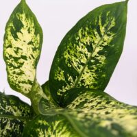 Close up of Dieffenbachia Compacta Dumb Cane leaves showing green and cream speckled variegation