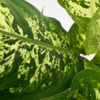 Detailed close up of Dieffenbachia Compacta Dumb Cane foliage with cream and green leaf pattern