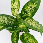 Dieffenbachia Compacta Dumb Cane Plant