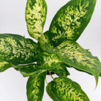 Top view of Dieffenbachia Compacta Dumb Cane plant showing compact growth and variegated leaves
