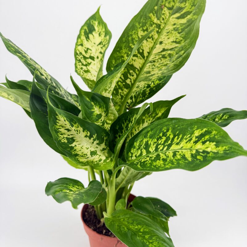 Dieffenbachia Compacta Dumb Cane Plant | Indoor Houseplant Dieffenbachia Compacta Dumb Cane houseplant with lush green and cream leaves in nursery pot