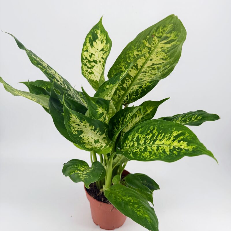 Dieffenbachia Compacta Dumb Cane Plant | Indoor Houseplant Compact Dieffenbachia Dumb Cane plant in nursery pot with decorative variegated indoor foliage