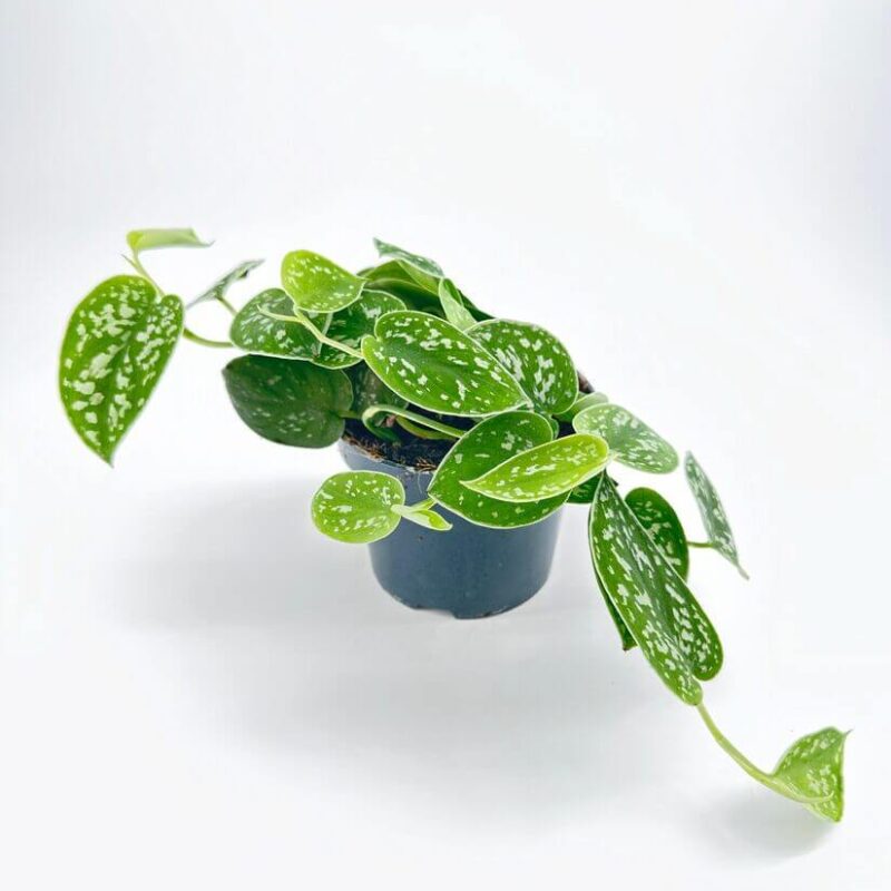 Scindapsus Argyraeus Pictus Satin Pothos Scindapsus Argyraeus Pictus Satin Pothos