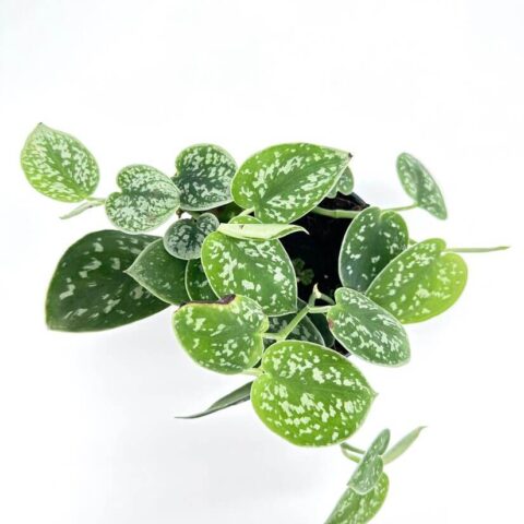 Scindapsus Argyraeus Pictus Satin Pothos