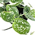 Scindapsus Argyraeus Pictus Satin Pothos