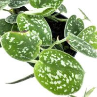 Scindapsus Argyraeus Pictus Satin Pothos