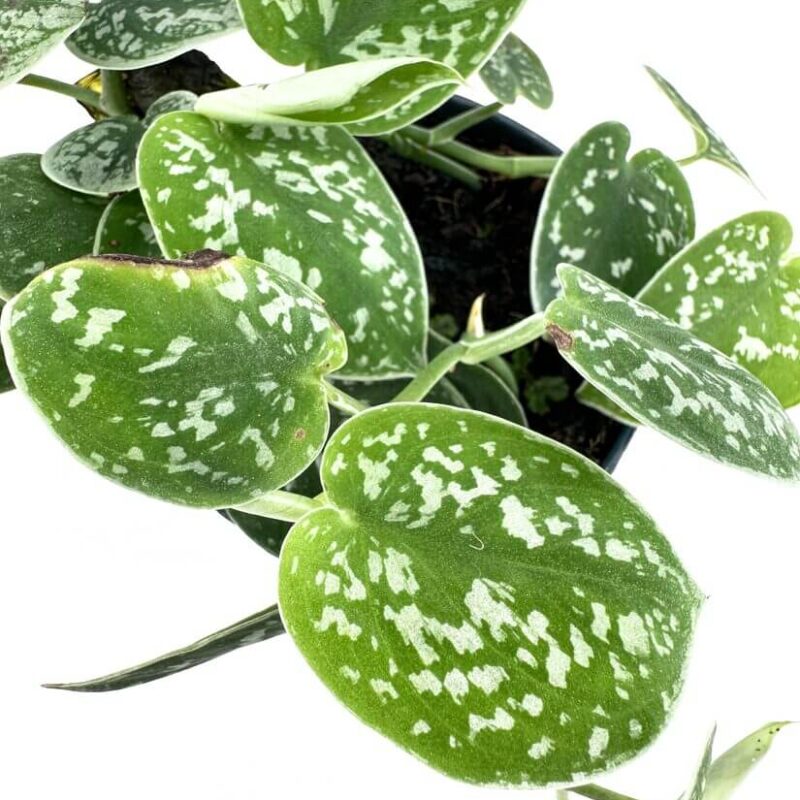 Scindapsus Argyraeus Pictus Satin Pothos Scindapsus Argyraeus Pictus Satin Pothos