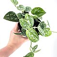 Scindapsus Argyraeus Pictus Satin Pothos