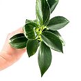 Philodendron White Wave Birkin