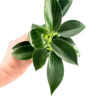 Philodendron White Wave Birkin