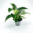 Philodendron White Wave Birkin