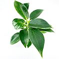 Philodendron White Wave Birkin