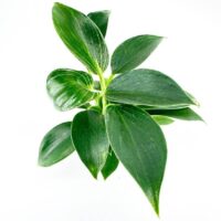 Philodendron White Wave Birkin