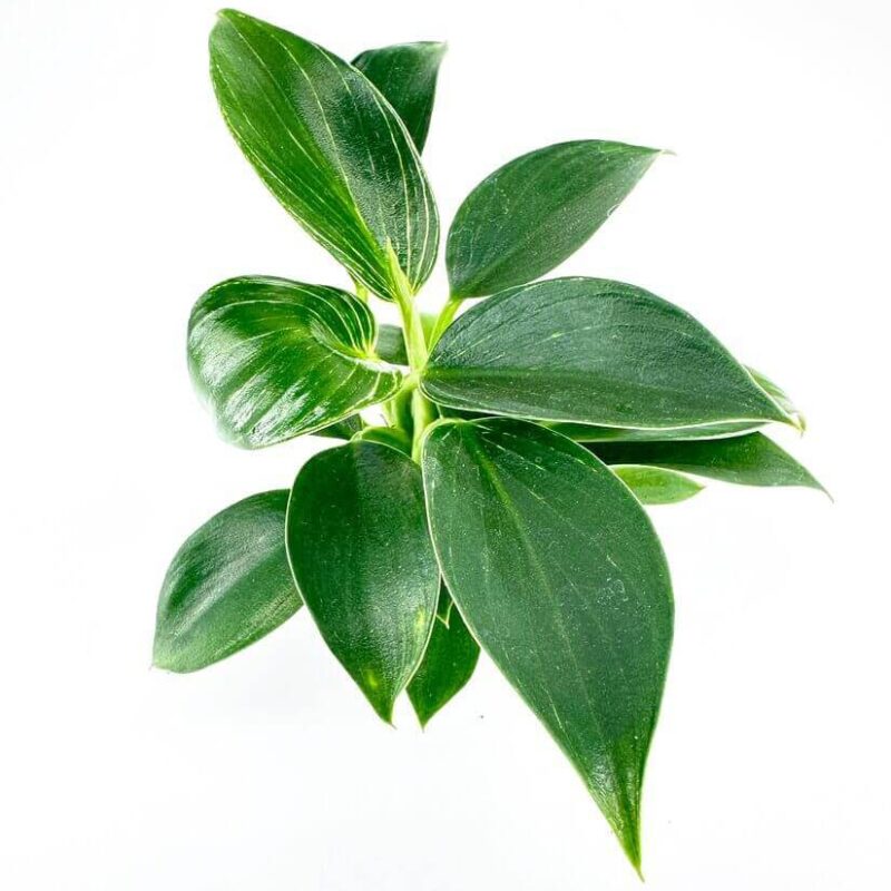 Philodendron White Wave Birkin Philodendron White Wave Birkin