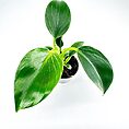 Philodendron White Wave Birkin
