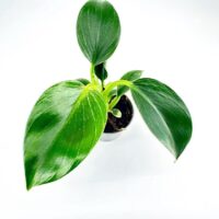 Philodendron White Wave Birkin