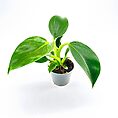 Philodendron White Wave Birkin