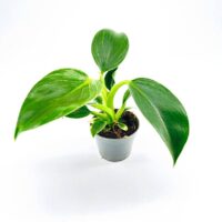 Philodendron White Wave Birkin